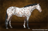 Horse Color:Bay Appaloosa  and Bay Appaloosa 