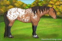 Horse Color:Bay Appaloosa and Bay Appaloosa