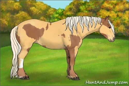 Horse Color:Chestnut and Palomino