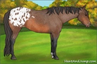 Horse Color:Bay Appaloosa  and Bay Appaloosa 