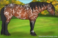 Horse Color:Bay Appaloosa  and Bay 