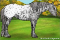 Horse Color:Black Appaloosa  and Black Appaloosa 