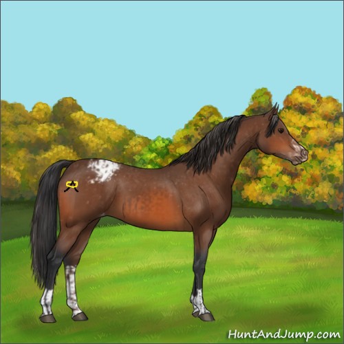 Horse Color:Bay Appaloosa  and Bay Appaloosa 