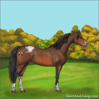Horse Color:Bay Appaloosa  and Bay Appaloosa 