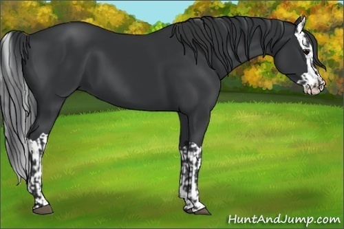 Horse Color:Black and Black Splash