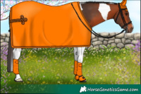 Horse Color:Bay Tobiano 