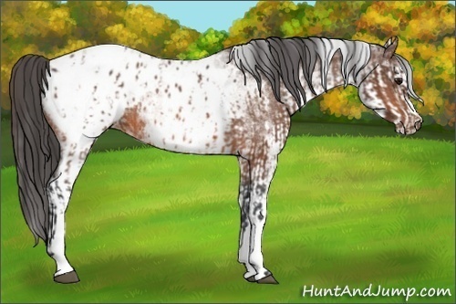 Horse Color:Bay Appaloosa  and White Spotted Bay Appaloosa 