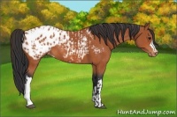 Horse Color:Bay Appaloosa  and Bay Appaloosa 