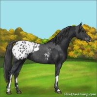 Horse Color:Black Appaloosa  and Blue Roan Appaloosa 