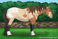 Horse Color:Bay Appaloosa  and Bay Dun Appaloosa 