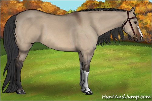 Horse Color:Bay Dun