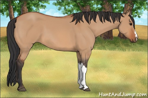 Horse Color:Bay Dun