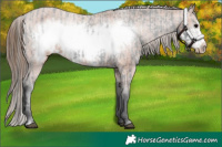 Horse Color:Black Frame Appaloosa  and Bay Frame Appaloosa 