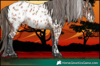 Horse Color:Bay Dun Appaloosa  and Bay Appaloosa 