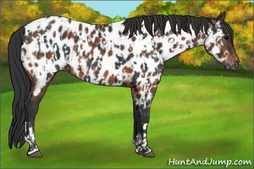 Horse Color:Black Appaloosa  and Brown Appaloosa 