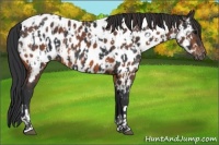 Horse Color:Black Appaloosa  and Brown Appaloosa 