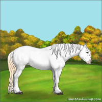 Horse Color:Buckskin Appaloosa  and Buckskin Appaloosa Rabicano 