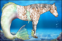 Horse Color:Bay Appaloosa and Gray Bay Appaloosa