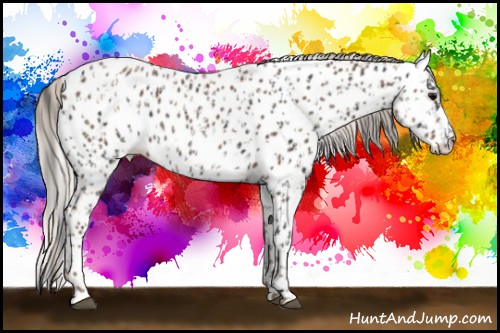 Horse Color:Black Appaloosa  and Silver Black Appaloosa 