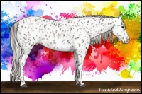 Horse Color:Black Appaloosa  and Silver Black Appaloosa 