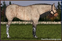 Horse Color:Bay Dun  and Bay Dun 