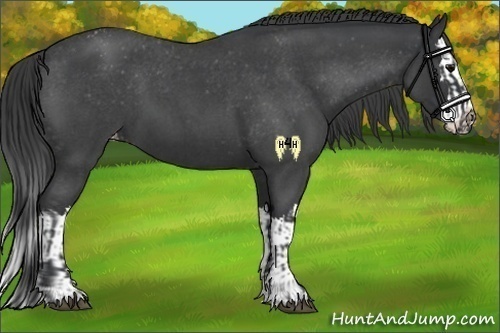Horse Color:Blue Roan Varnish  and Blue Roan Splash Varnish 