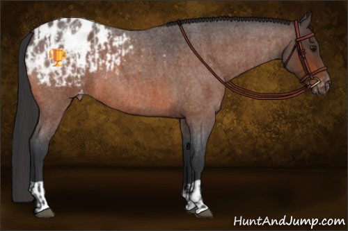 Horse Color:Bay Roan Appaloosa  and Bay Roan Appaloosa 