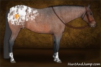 Horse Color:Bay Roan Appaloosa and Bay Roan Appaloosa