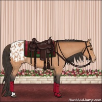 Horse Color:Bay Appaloosa  and Bay Appaloosa 