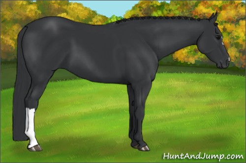 Horse Color:Black 