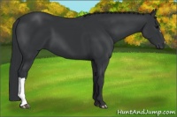 Horse Color:Black 
