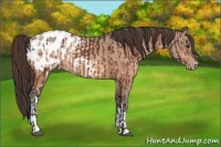 Horse Color:Brown Appaloosa  and Sable Champagne Appaloosa 