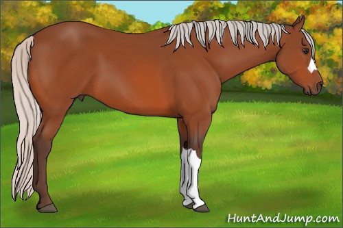 Horse Color:Silver Bay 