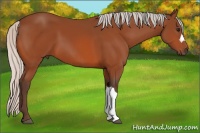 Horse Color:Silver Bay 
