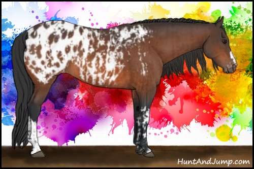Horse Color:Brown Appaloosa and Brown Appaloosa