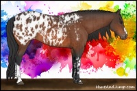 Horse Color:Brown Appaloosa  and Brown Appaloosa 