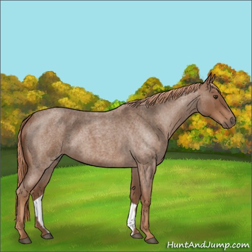 Horse Color:Red Roan 