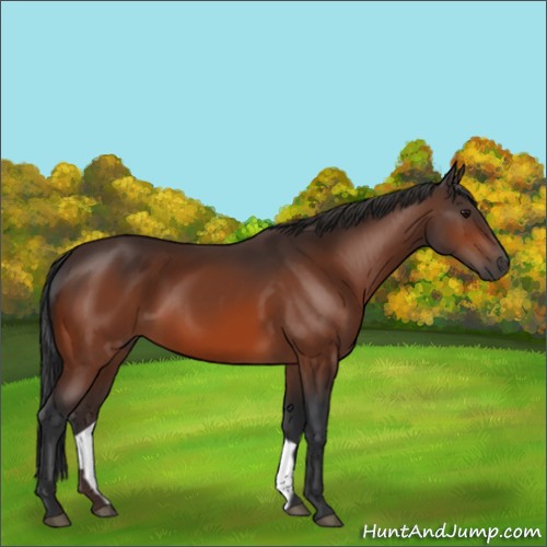 Horse Color:Bay 
