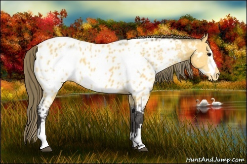Horse Color:Buckskin Appaloosa  and Buckskin Frame Appaloosa 