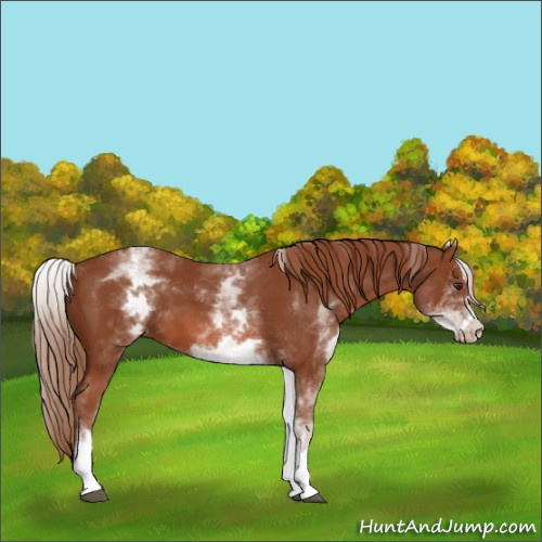 Horse Color:White Spotted Chestnut Sabino