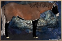 Horse Color:Liver Chestnut Splash