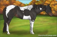 Horse Color:Liver Chestnut Tobiano 