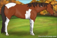 Horse Color:Bay Tobiano 