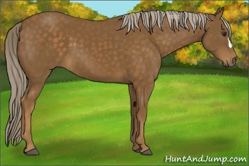 Horse Color:Chocolate Palomino 