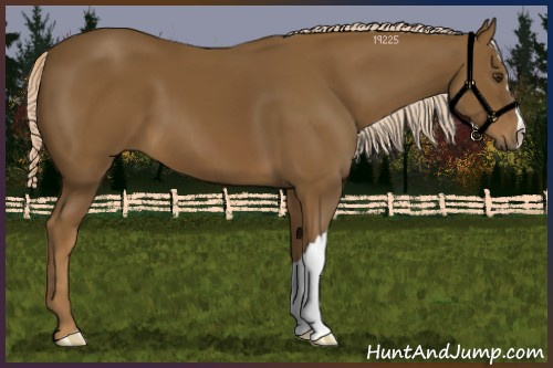 Horse Color:Chocolate Palomino 