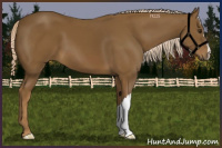 Horse Color:Chocolate Palomino 
