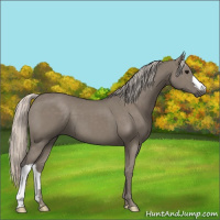 Horse Color:Silver Grullo 