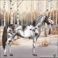 Horse Color:White Spotted Liver Chestnut
