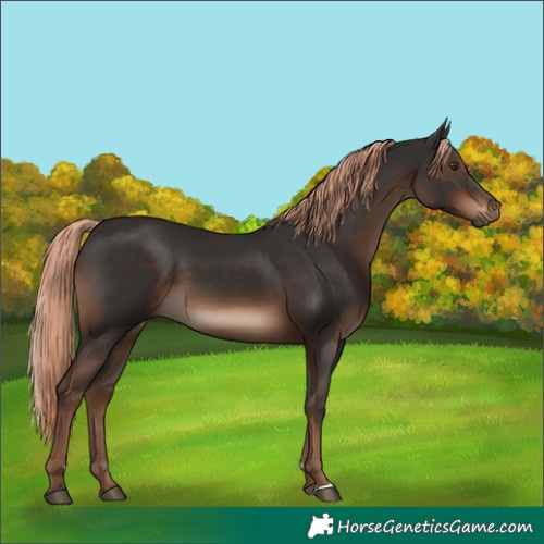 Horse Color:Liver Chestnut 
