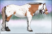 Horse Color:Bay Appaloosa and Amber Champagne Appaloosa